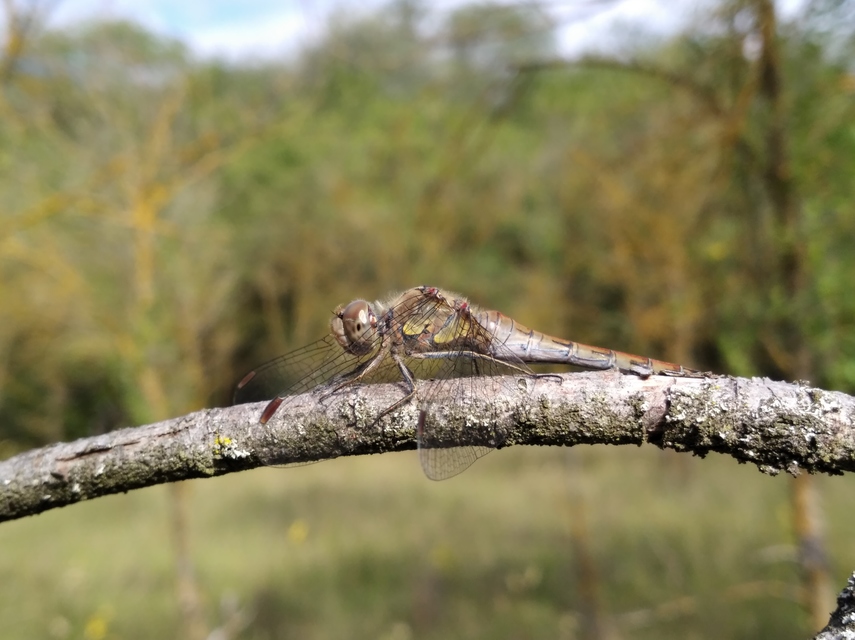 Sympetrum striolatum - harántsávos katona-szitakötő