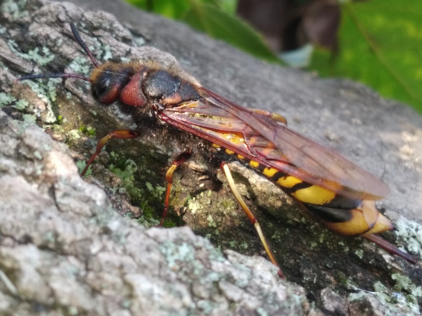 Tremex fuscicornis - sárgagyűrűs fadarázs
