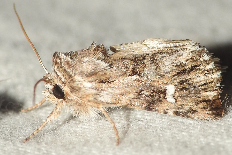 gyújtoványfű-apróbagoly - Calophasia lunula