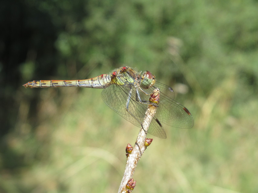 Sympetrum striolatum - harántsávos katona-szitakötő