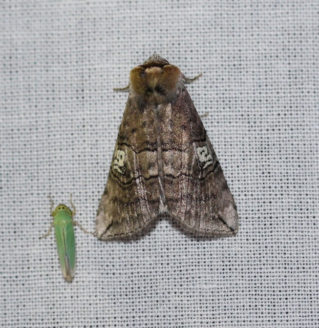 Tethea ocularis - pápaszemes pihésszövő