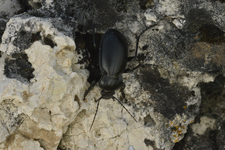 Carabus hungaricus - magyar futrinka
