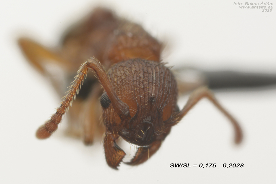 Myrmica sabuleti - gyakori bütyköshangya