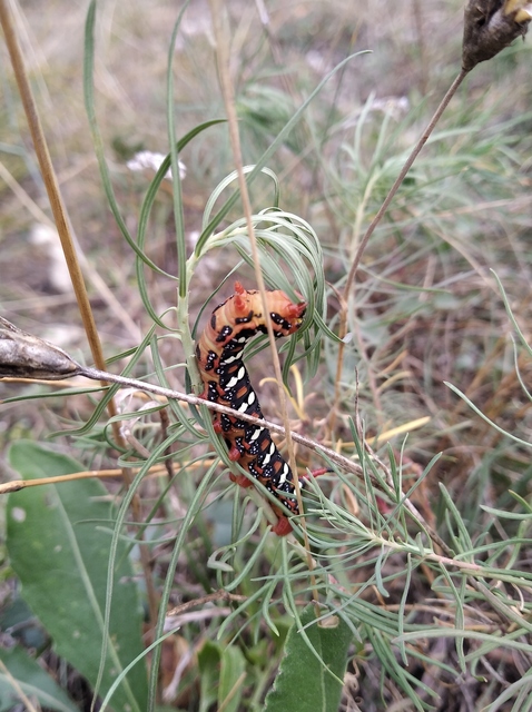 Hyles euphorbiae - kutyatejszender
