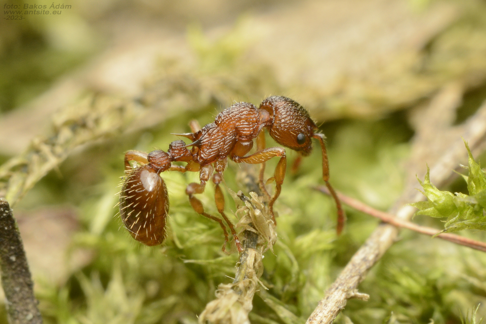 Myrmica sabuleti - gyakori bütyköshangya
