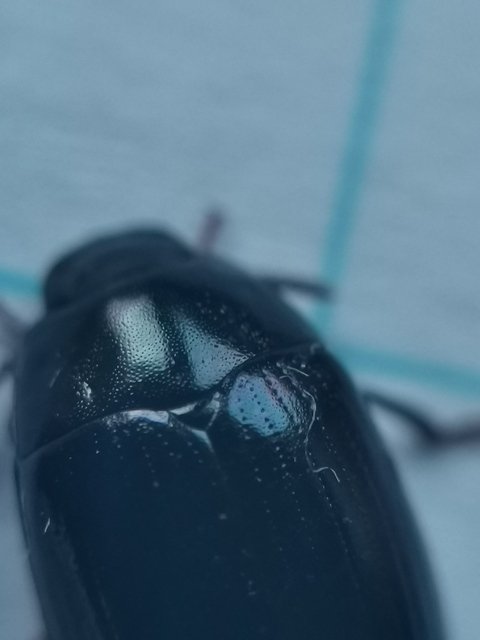 Platydema violaceum - fémkék taplóbogár