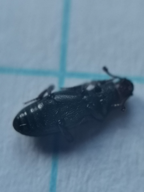Bothrideres bipunctatus - szívnyakú humuszbogár