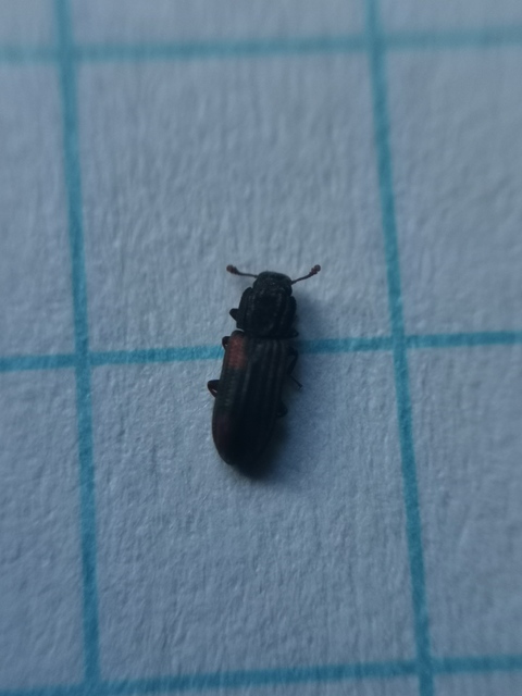 Bitoma crenata - szalagos héjbogár