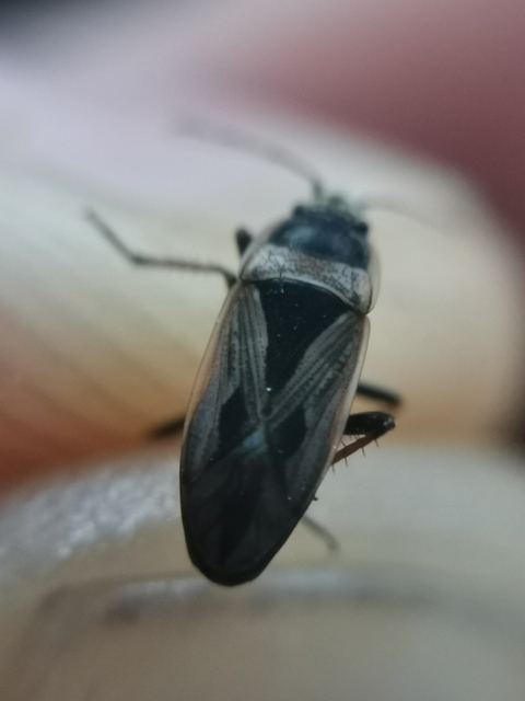 Xanthochilus quadratus - szegélyes díszesbodobács