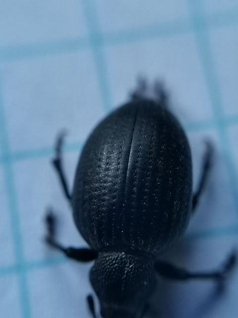 Otiorhynchus catenulatus - gyászos gyalogormányos