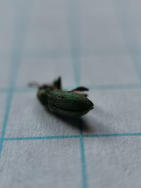 Phyllobius betulinus - változékony levélormányos