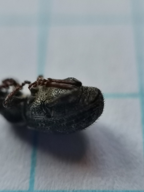 Mesagroicus obscurus - dülledtszemű libatopormányos