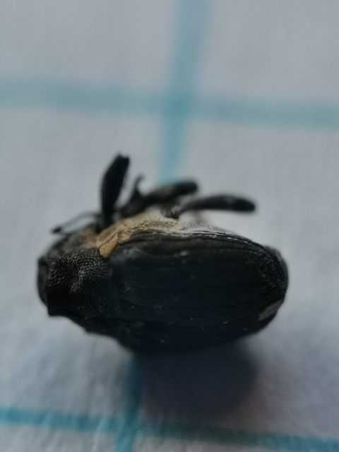 Stenocarus