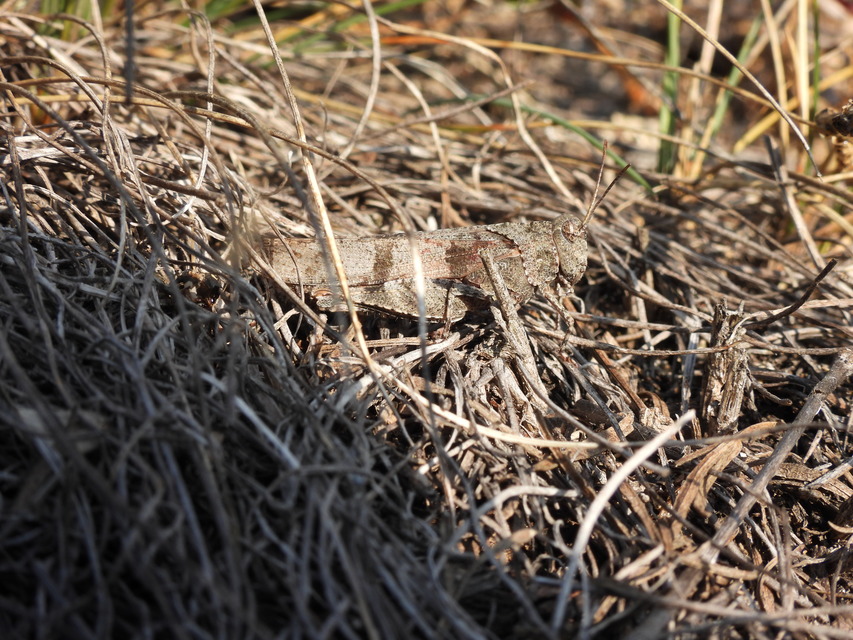 Oedipoda caerulescens - kékszárnyú sáska