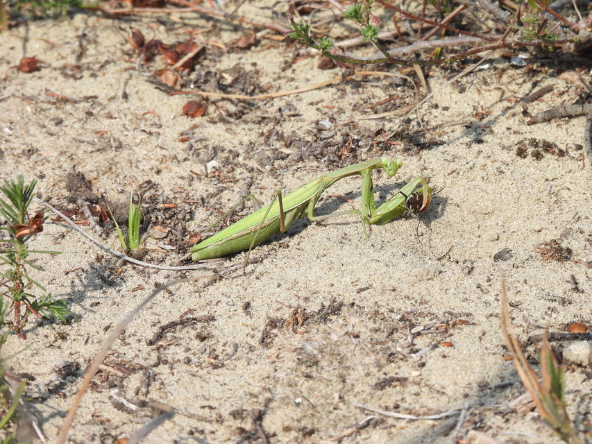 Mantis religiosa - imádkozósáska