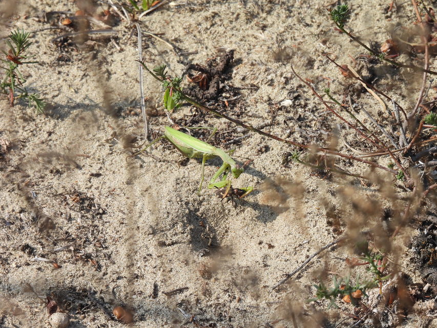 Mantis religiosa - imádkozósáska