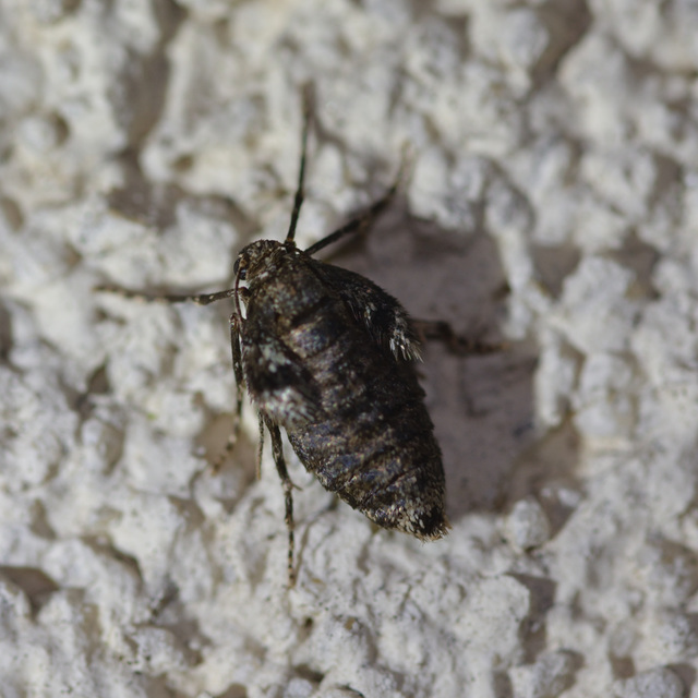 Operophtera brumata - kis téliaraszoló