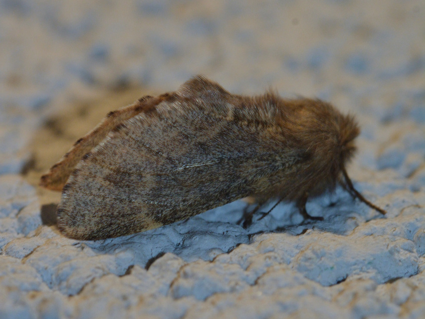 Ptilophora plumigera - tollas púposszövő