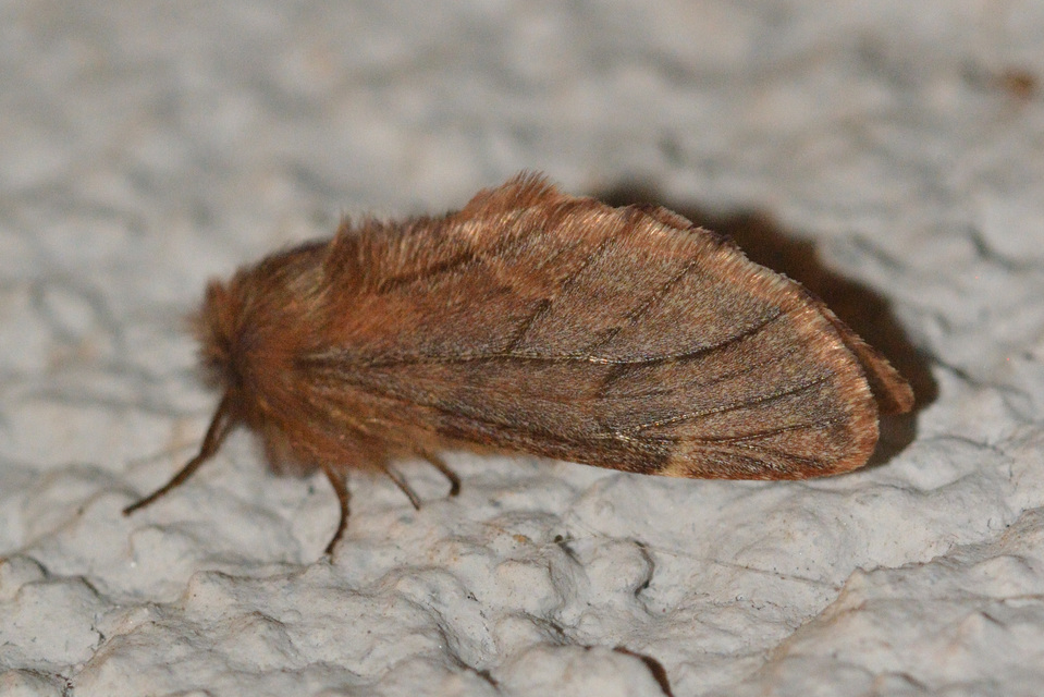 Ptilophora plumigera - tollas púposszövő