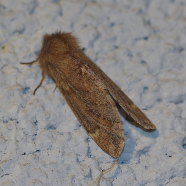 Ptilophora plumigera - tollas púposszövő