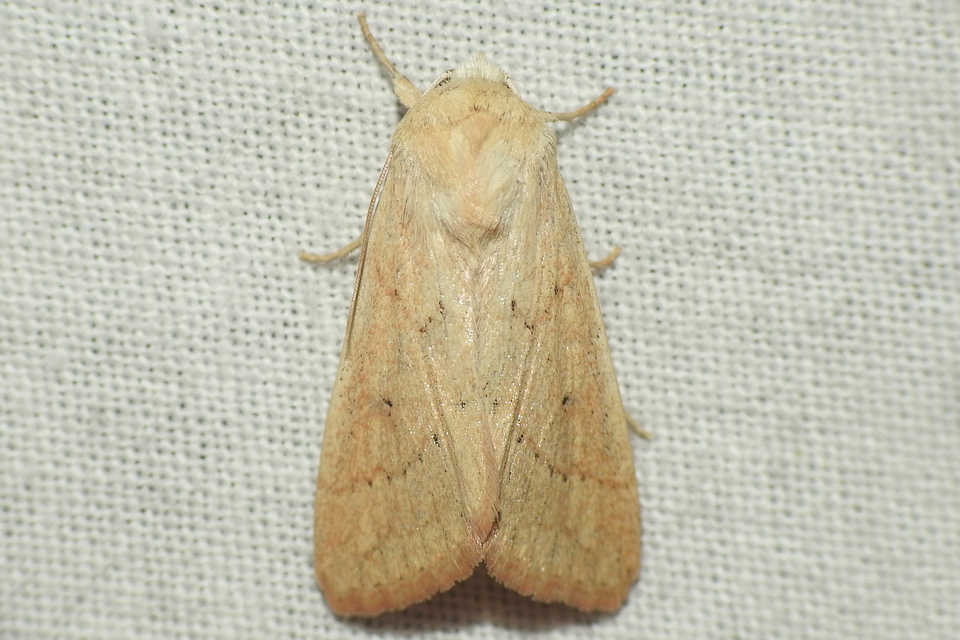 sárga rétibagoly - Mythimna vitellina