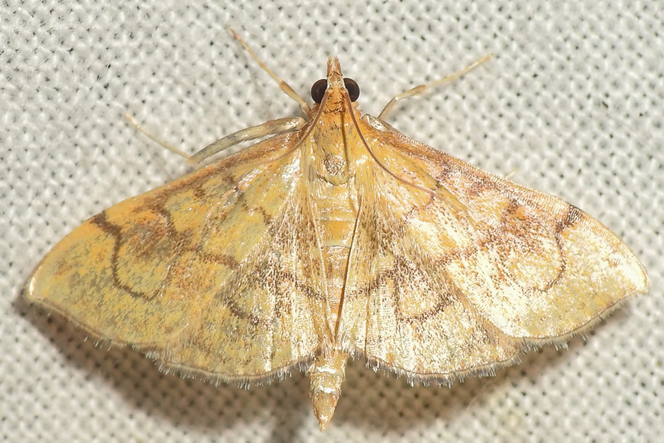 Metasia ophialis - kígyósávos tűzmoly