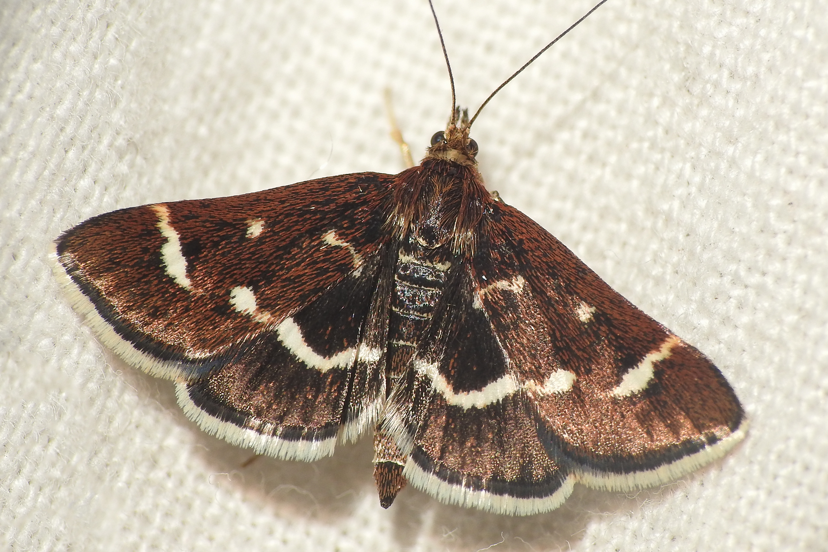 Pyrausta nigrata - fehérpettyes kormosmoly