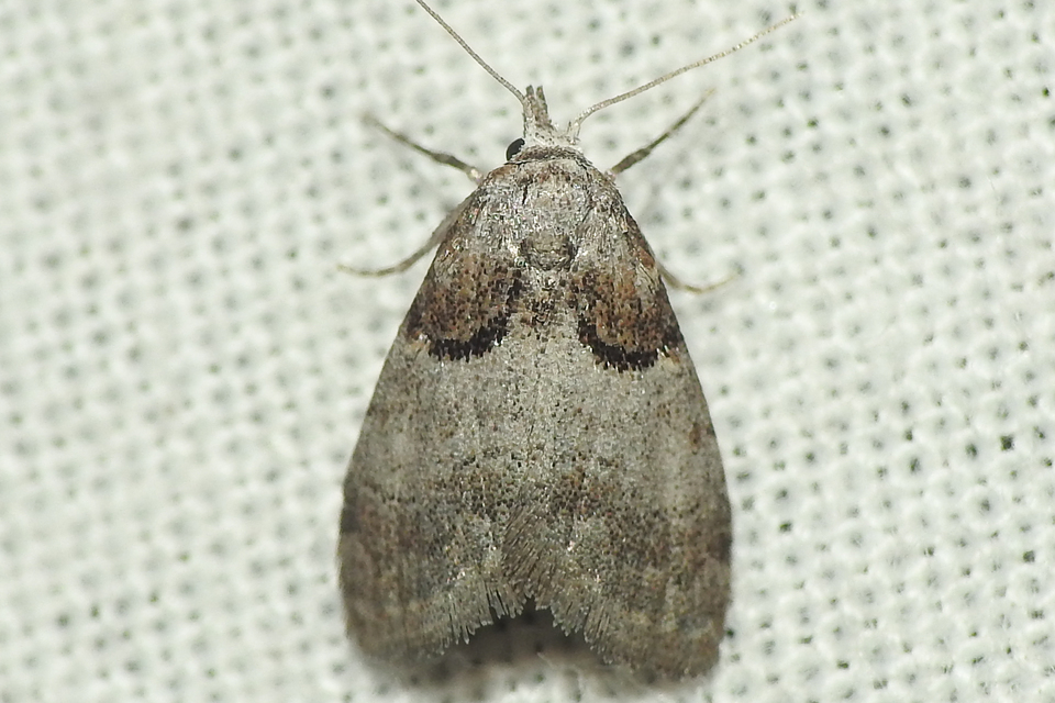 barna pamacsosszövő - Nola cucullatella