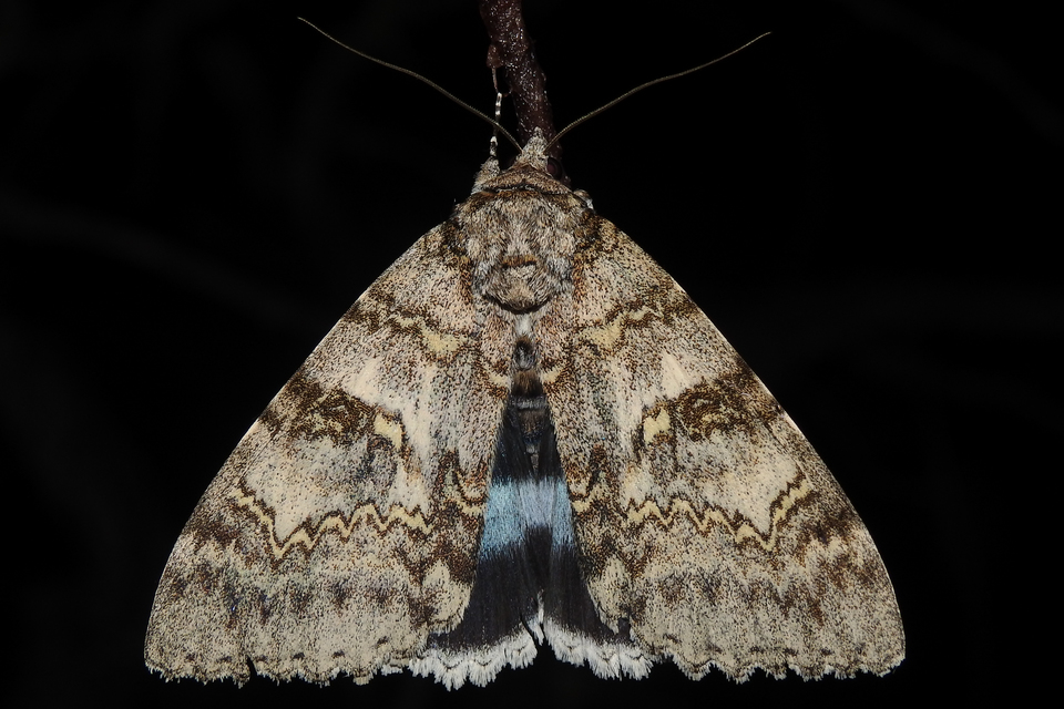 kék övesbagoly - Catocala fraxini