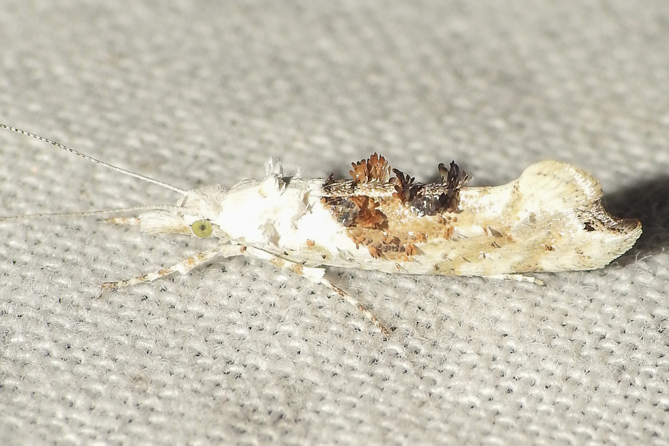 levélfonó tarkamoly - Ypsolopha asperella