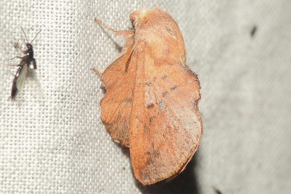 Phyllodesma tremulifolia - nyárlevélpohók
