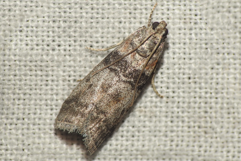 Sciota
