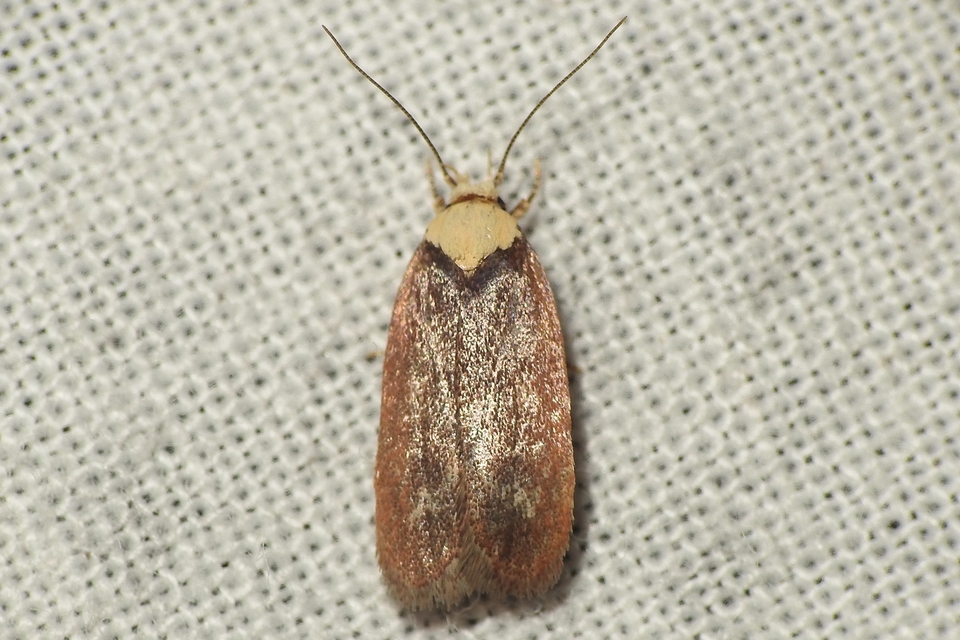 fakó laposmoly - Depressaria depressana