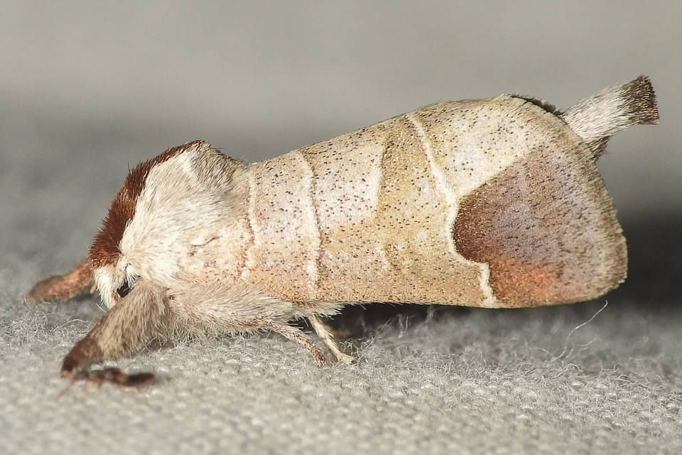 Clostera curtula - rövidszárnyú levélszövő