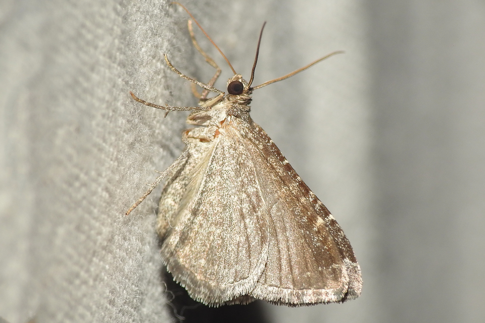 hullámos araszoló - Cataclysme riguata