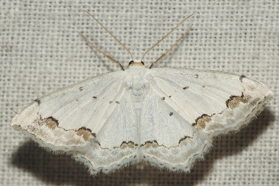 Scopula ornata - díszes fehéraraszoló