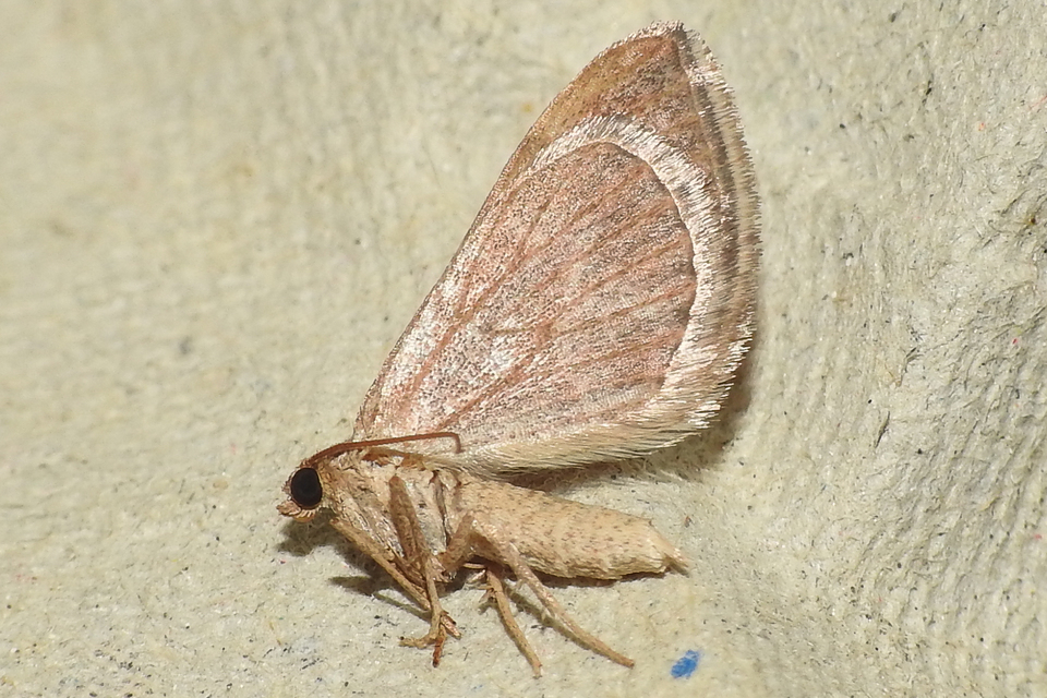 szürke galajaraszoló - Phibalapteryx virgata