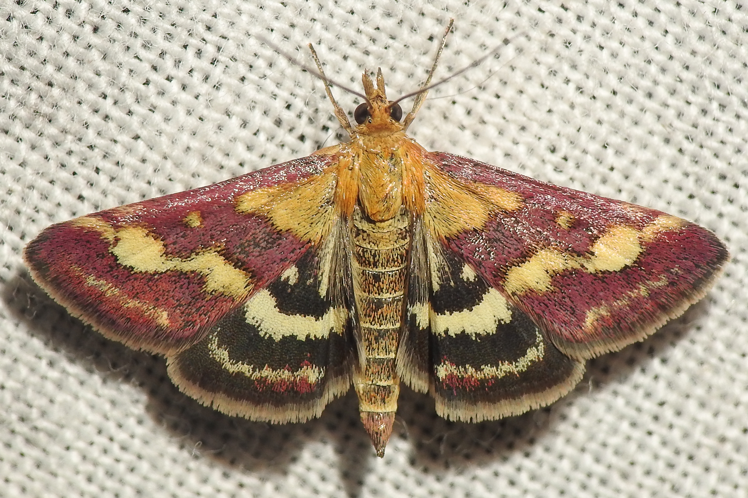 Pyrausta ostrinalis - ritka bíbormoly