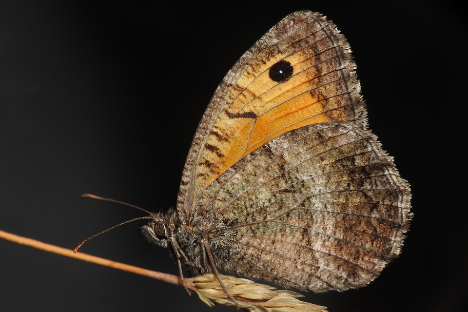 Arethusana arethusa - közönséges szemeslepke