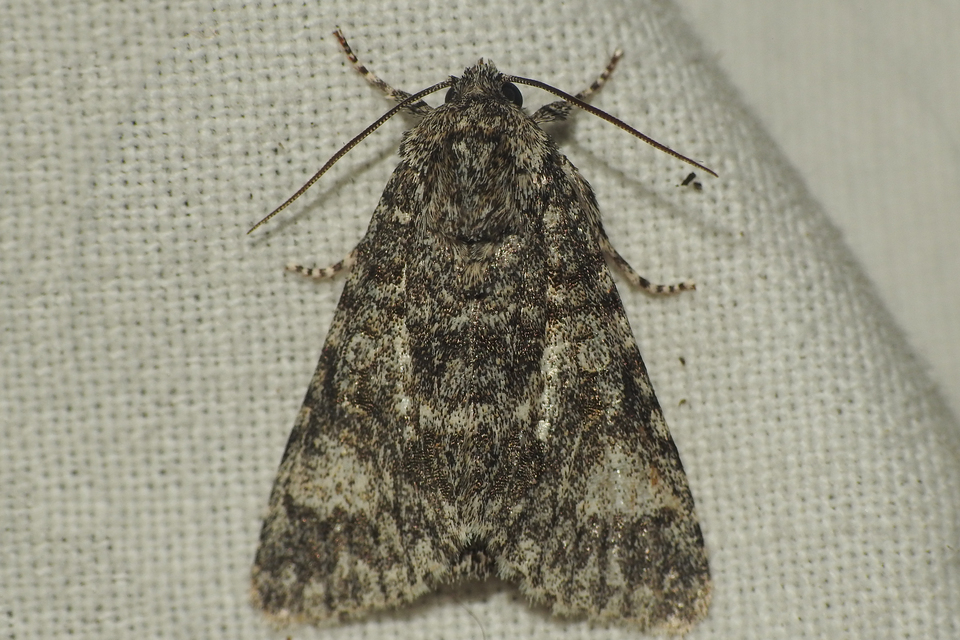 Acronicta megacephala - nagyfejű szigonyosbagoly