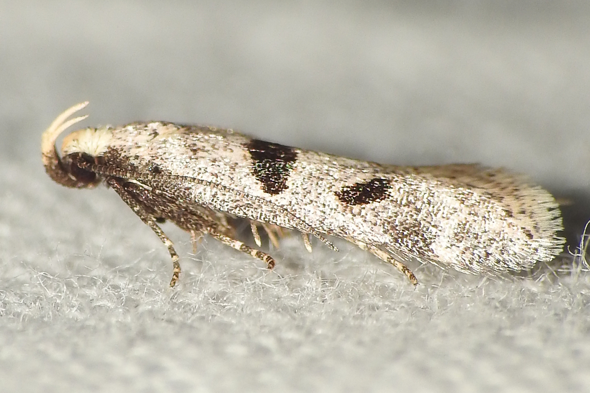 Mirificarma cytisella - zanótszövő sarlósmoly