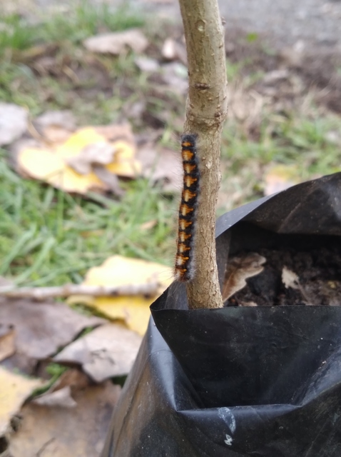 Lasiocampa quercus - tölgyfaszövő