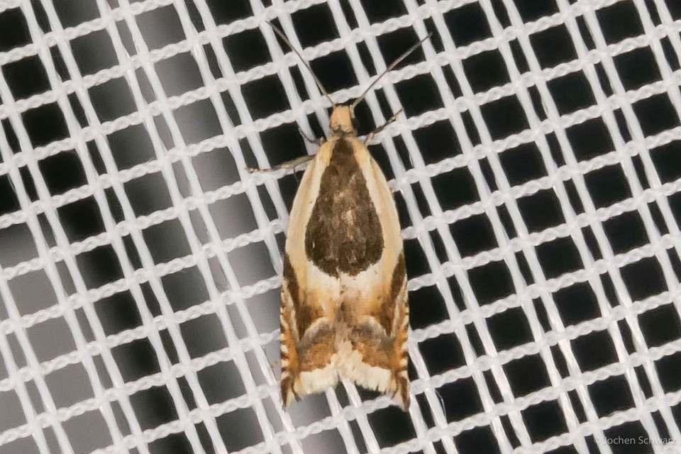 Ancylis