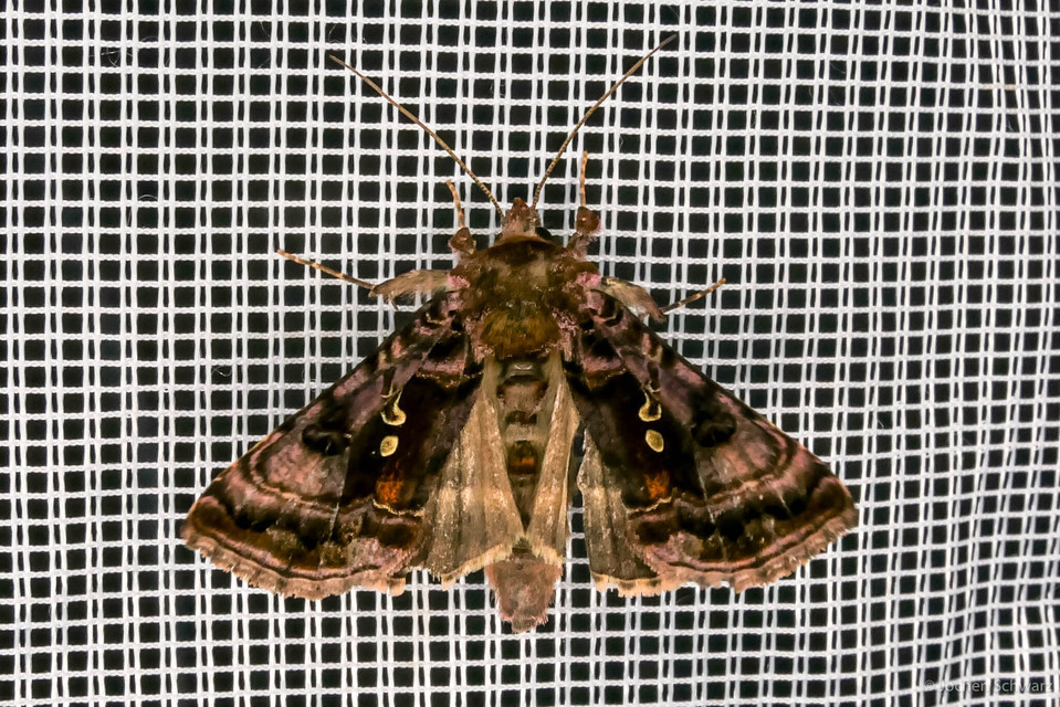 Autographa pulchrina - sötét aranybagoly Autographa pulchrina - sötét aranybagoly