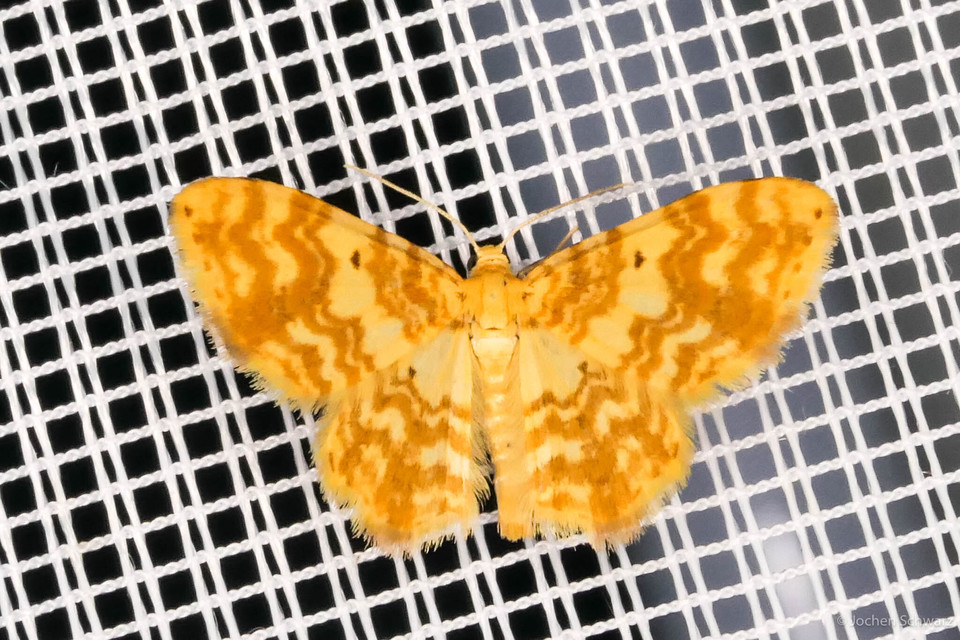 Hydrelia flammeolaria - narancssárga araszoló