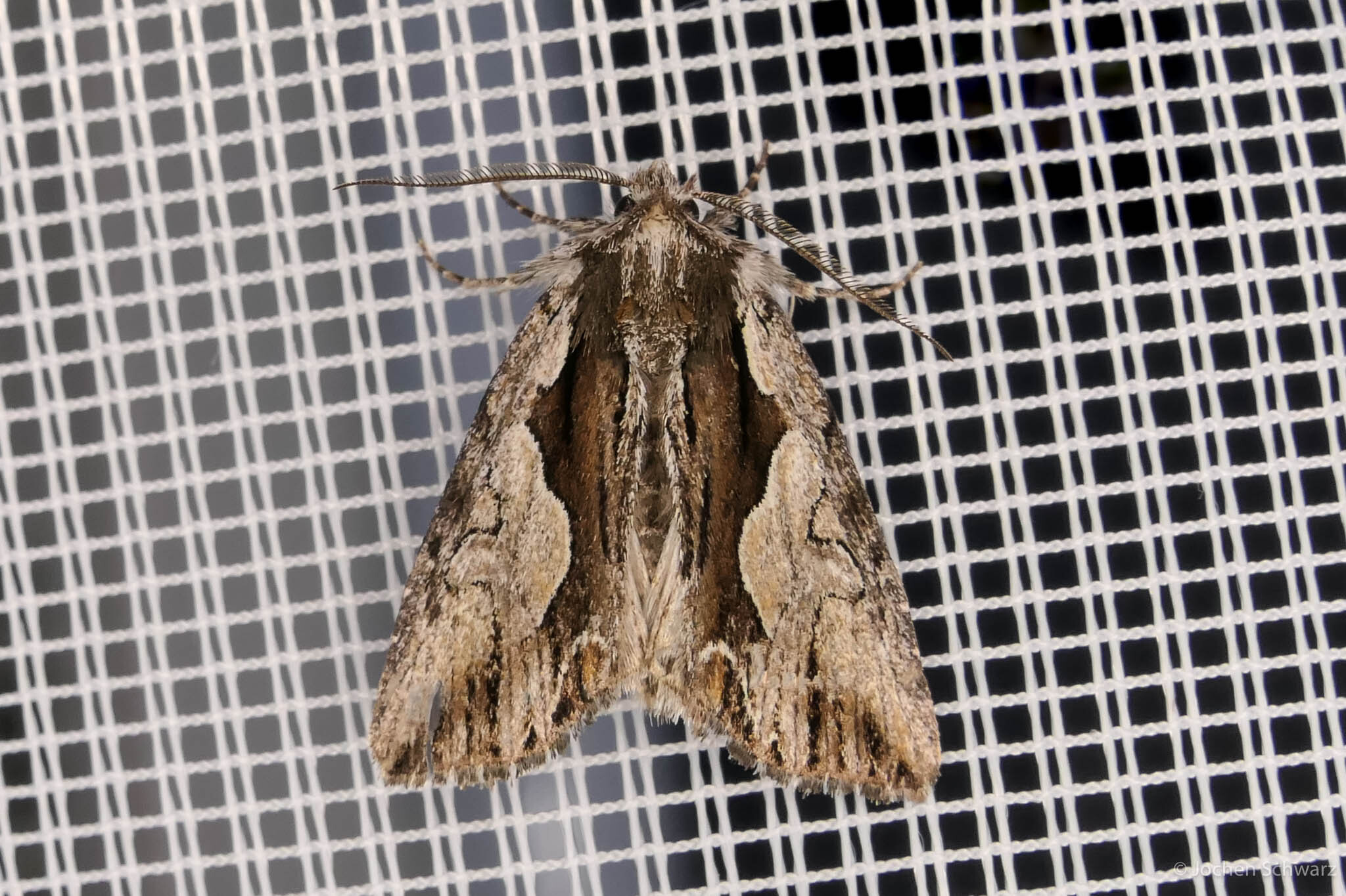 Calliergis ramosa - lonc-apróbagoly