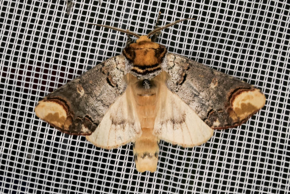 Phalera bucephala - sárgafoltos púposszövő
