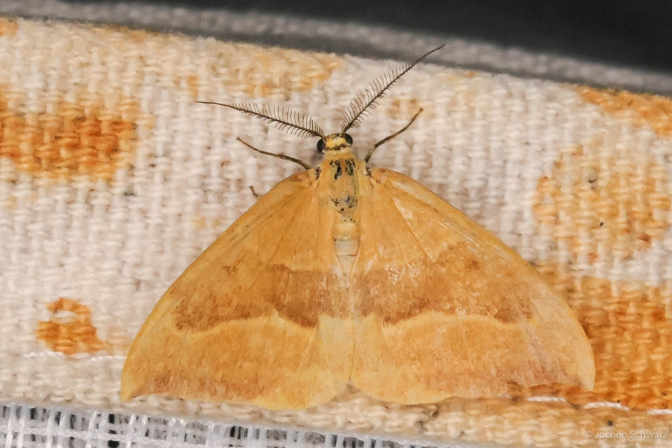 Watsonalla cultraria - bükkfa-sarlósszövő
