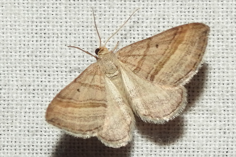 Phibalapteryx virgata - szürke galajaraszoló