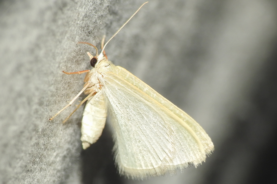 fehérpettyes zöldaraszoló - Phaiogramma etruscaria